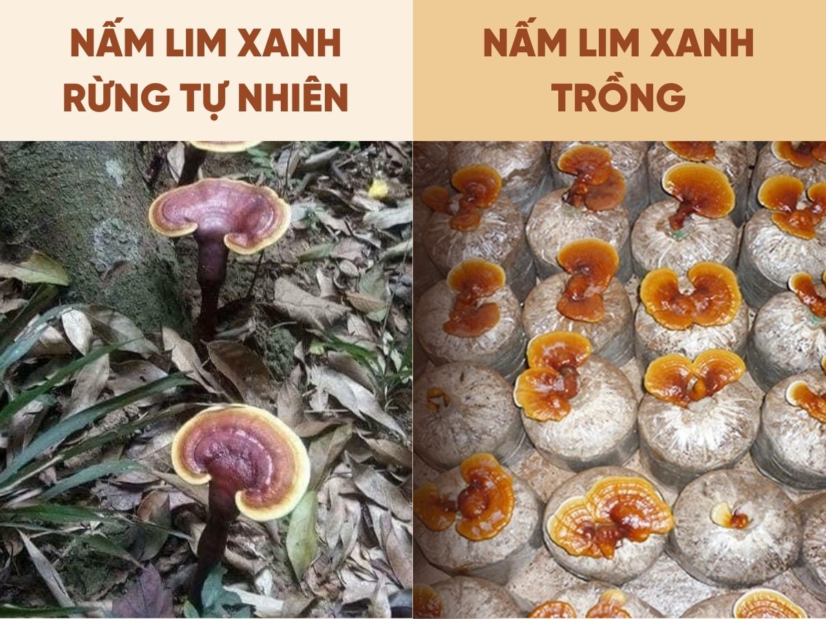 phân biệt nấm Lim Xanh rừng và trồng